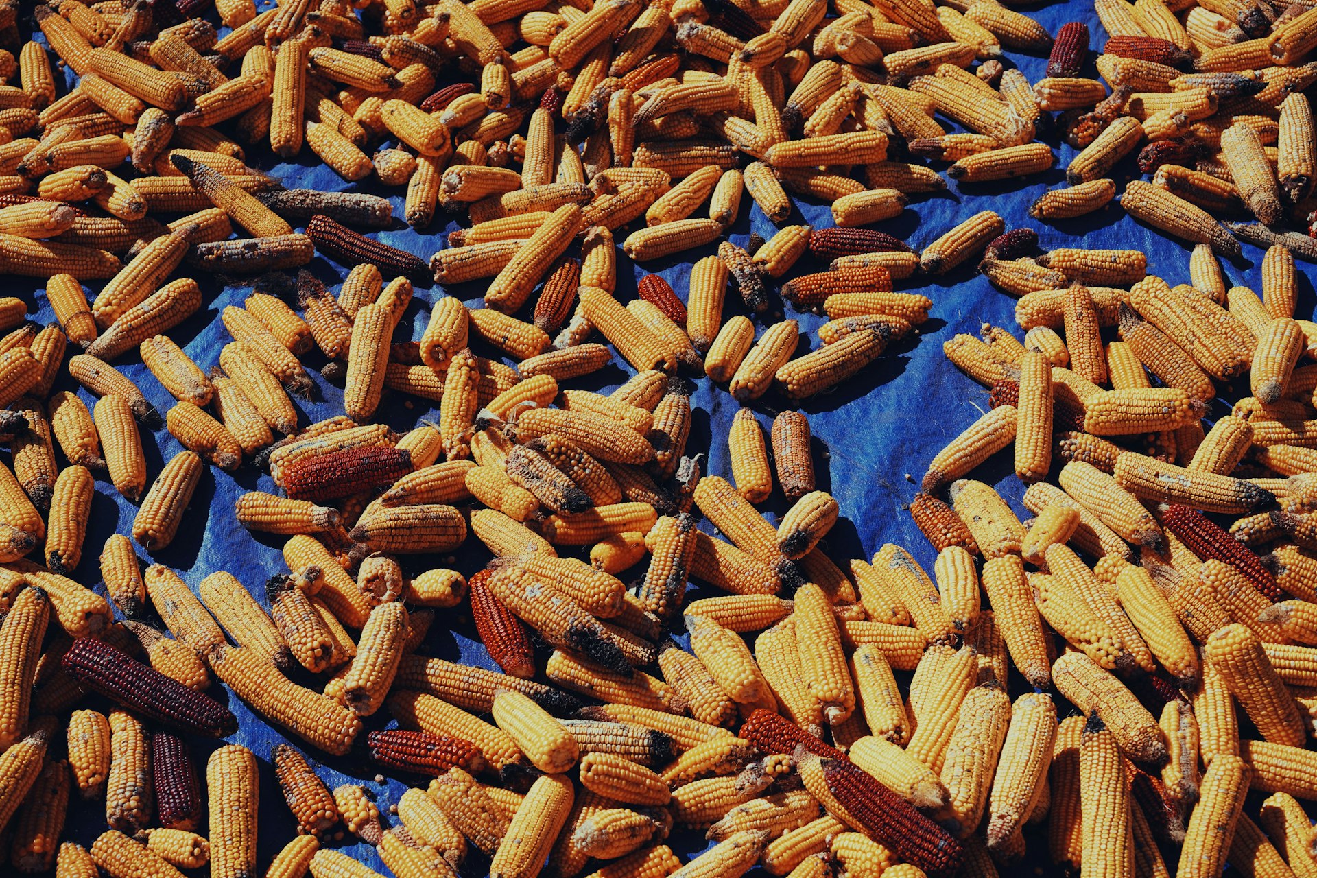 Sustainable biomass pellets from India – Hoysala International Exporter